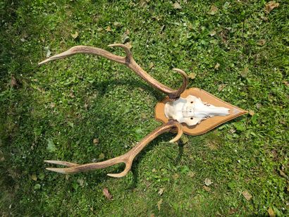 Eight-horned deer massacre inscribed 