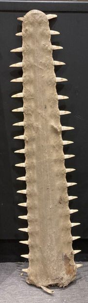 Sawfish rosette (Pristis pristis or Pristis...
