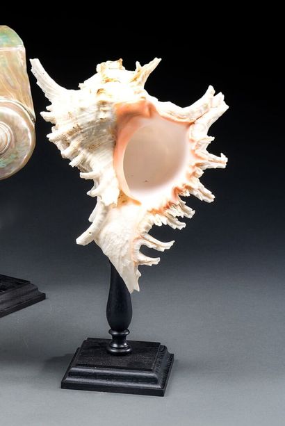 Large standing Murex Ramosus
H. 32 cm