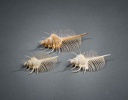 Set of three Venus comb shells
L. 14, 16...