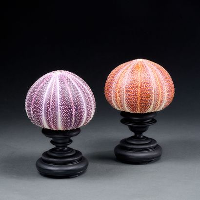 Pair of giant sea urchins on an old turned...