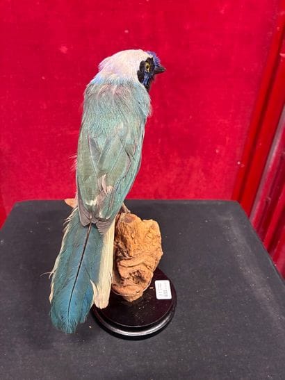 Inca Green Jay (Cyanocorax yncas yncas) naturalized...