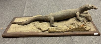 Naturalized Varan or Komodo dragon (Varanus...