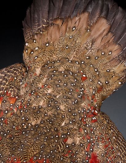 Tragopan satyra (Tragopan satyra), naturalized...