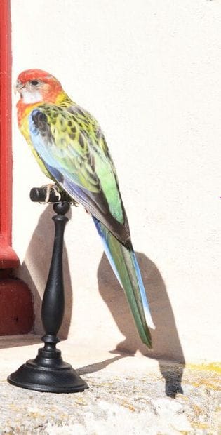 Australian omnicolored parakeet (Platycercus...