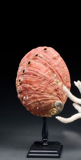 Large natural red Haliotis Rufenscens on...