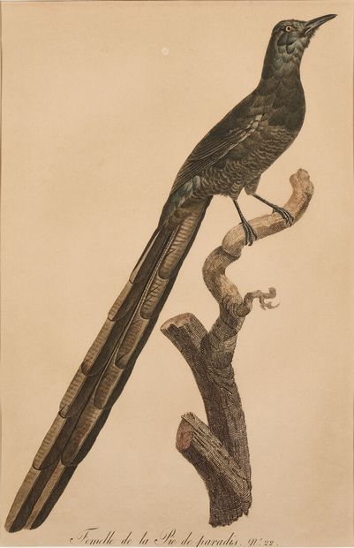 Jacques BARRABANDE (1767-1809), after
Two...