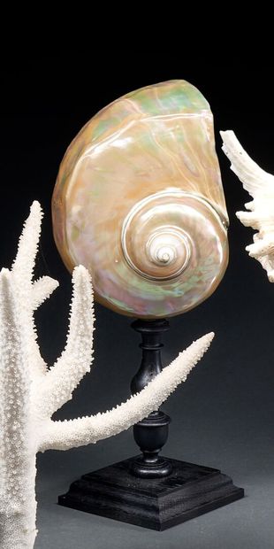 Turbo Marmoratus pearly on turned stand
H....