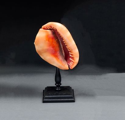 Cassis Rufa shell on foot
H. 25 cm