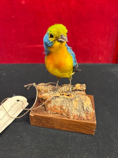 Leclancher's Pope (Passerina leclancherii)...