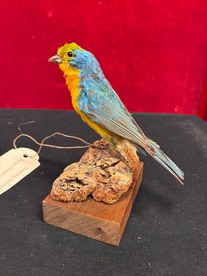 Leclancher's Pope (Passerina leclancherii)...