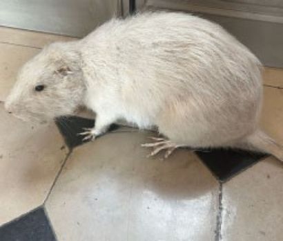 Albino coypu (Myocastor coypus)
87 x 20 x...