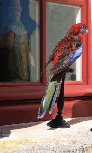 Australian Pennant Parakeet (Platycercus...