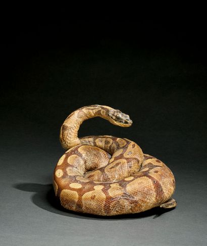 Juvenile Python (Python Regius), coiled and...