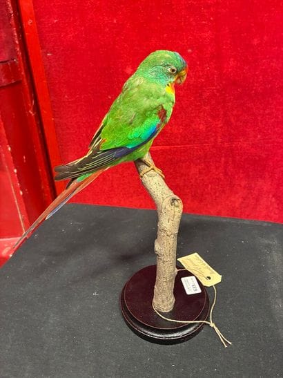Latham's parakeet (Lathamus discolor) naturalized...