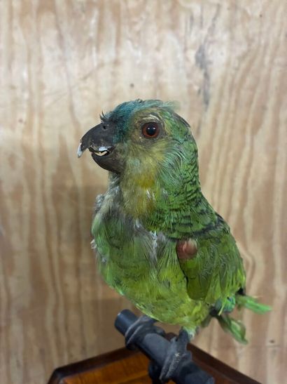 Yellow-shouldered Amazon parrot (Amazona...