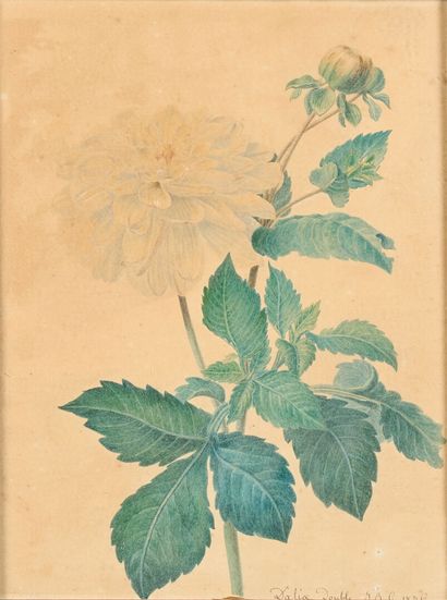 Double Dahlia
Watercolor on paper named and...
