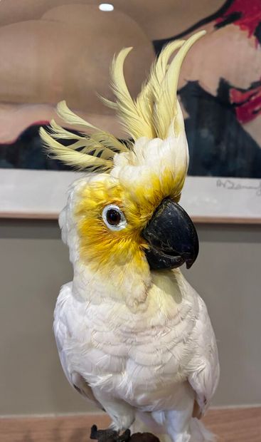 Sulphur cockatoo (Cacatua sulphurea)
Male...