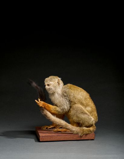 Squirrel monkey (Saimiri Sciureus) born in...