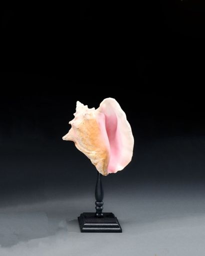 Strombus gigas shell on foot
H. 33 cm

For...