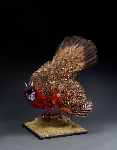 Tragopan satyra (Tragopan satyra), naturalized...