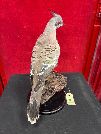 Longup dove (Ocyphaps lophotes) naturalized...