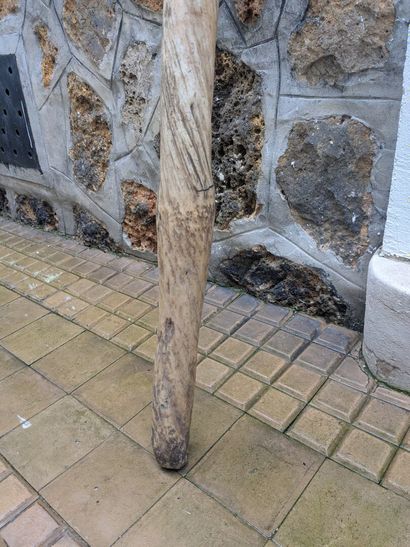 Large Narwhal tooth (Monodon monoceros)
This...
