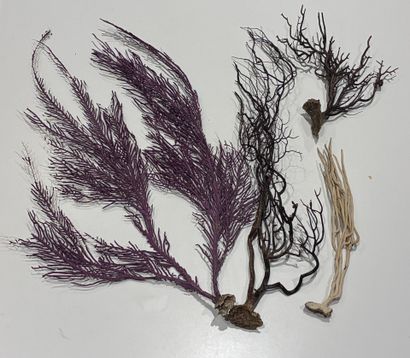 Set of three gorgonian branches (brown, violet)
Early...