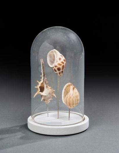 Set of three shells under a glass globe