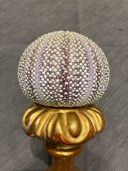 Pair of sea urchin tests mounted in the 17th...