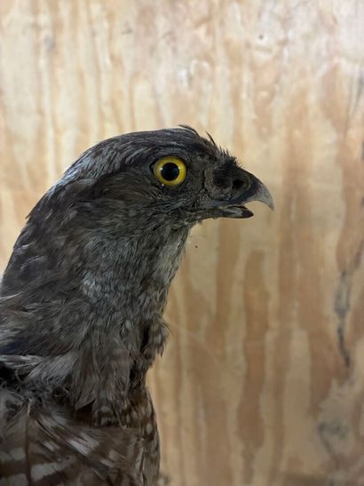 Eagle or Sparrowhawk not determined
Traceability...