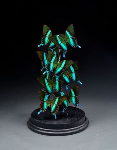Beautiful flight of Papilio Blumei butterflies...