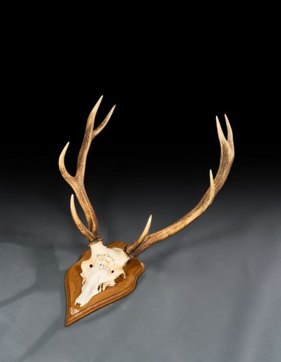 Eight-horned deer massacre inscribed 