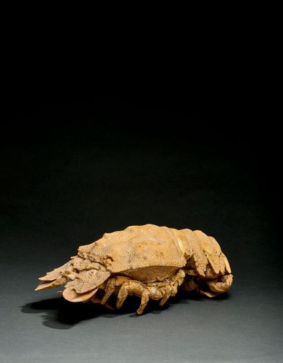 Naturalized sea cicada
L. 27 cm (missing...