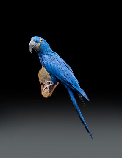 Hyacinth macaw (Anodorhynchus hyacinthinus)...