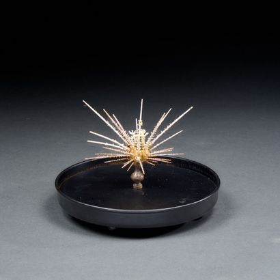 Rare Goniocidaris Florida sea urchin in a...