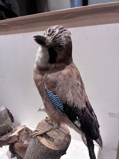 Set of three birds (marouette, coucou and...