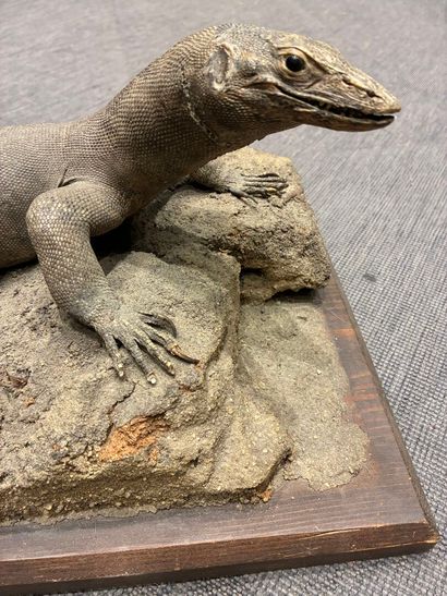 Naturalized Varan or Komodo dragon (Varanus...