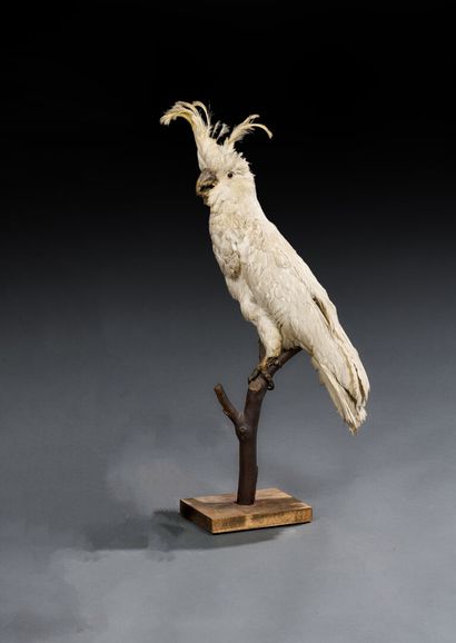 White Cockatoo (Cacatua alba) on branch
Established...