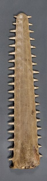 Sawfish rosette (Pristis pristis or Pristis...
