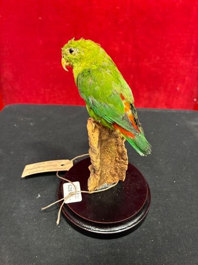 Parakeet (Loriculus vernalis) naturalized...