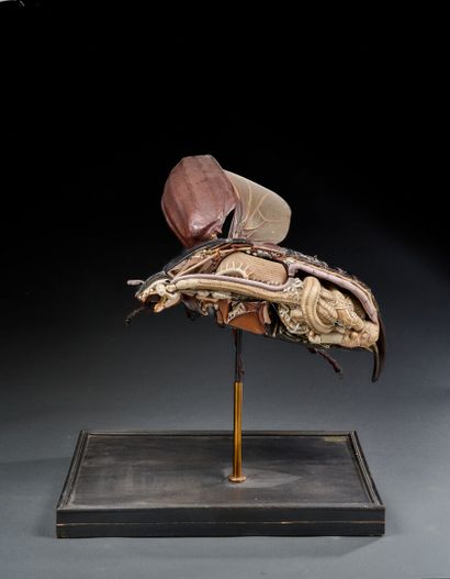 The Sons of Émile DEYROLLE (1893-1937)
Anatomical...