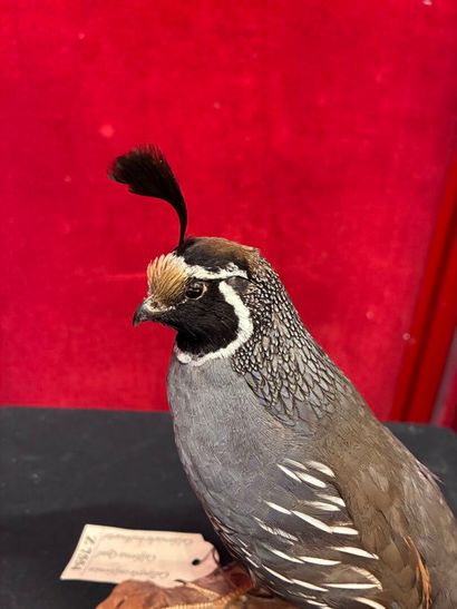 California bobwhite (Callipepla californica)
Male...