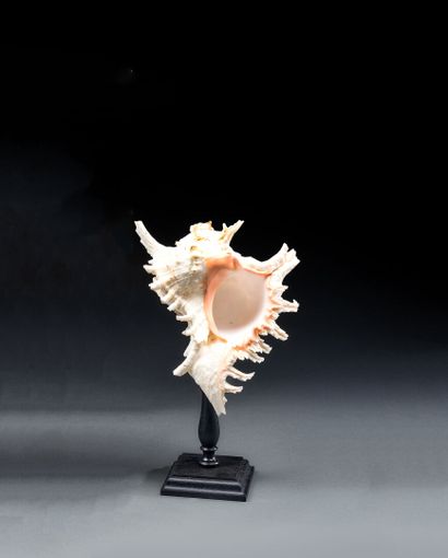Large standing Murex Ramosus
H. 32 cm