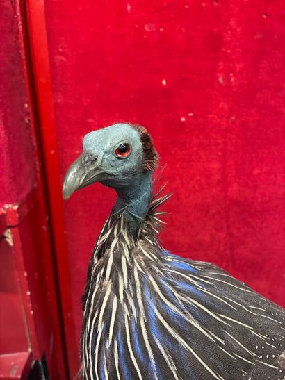 Vulturine guinea fowl (Acryllium vulturinum)...