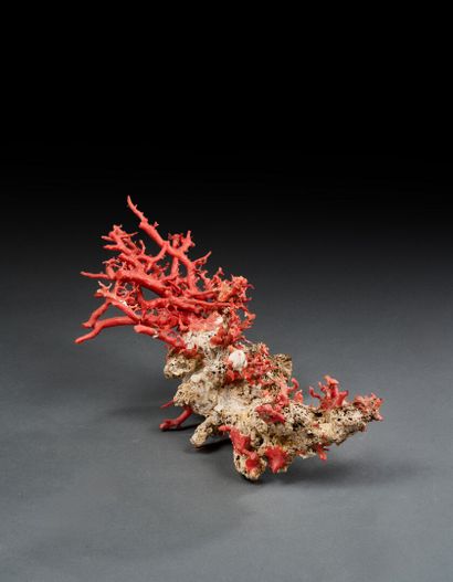 Large branch of Mediterranean red coral on...