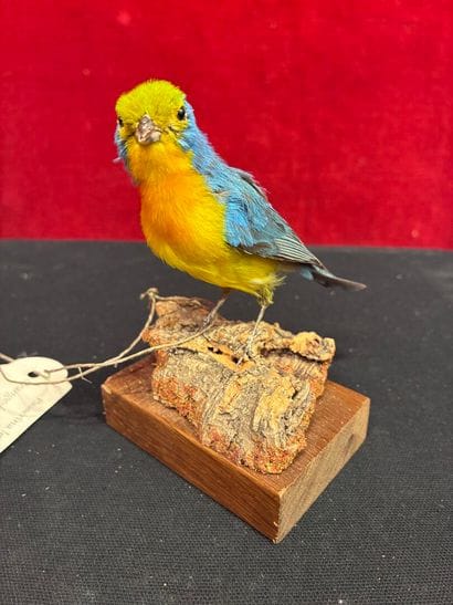 Leclancher's Pope (Passerina leclancherii)...