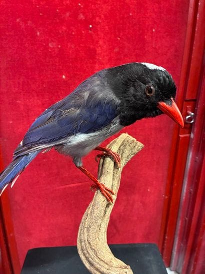 Red-billed Woodpecker (Urocissa erythroryncha)...