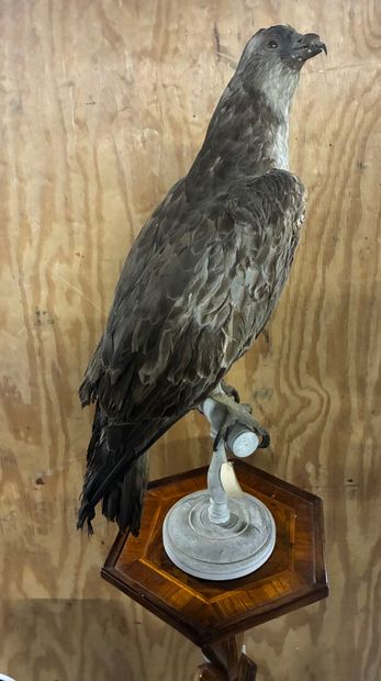 Honey Buzzard (Pernis apivorus) on base
Traceability...