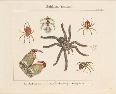 Set of two framed plates from German books...